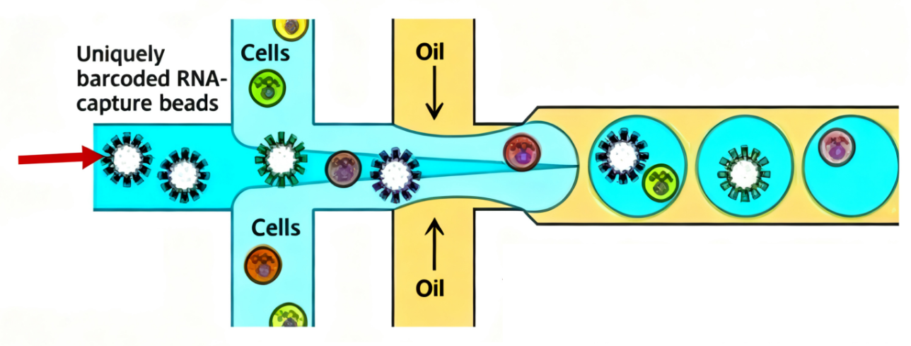 正常油滴仅包裹单细胞