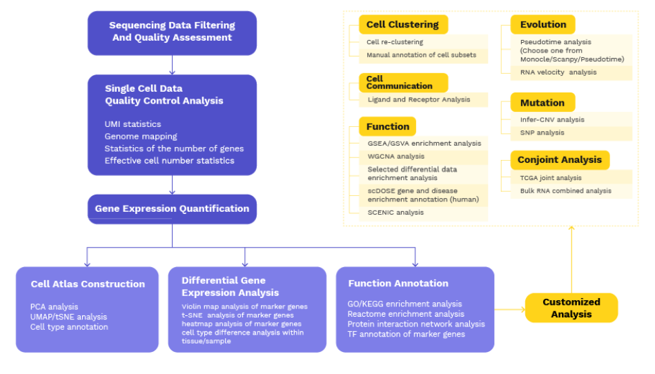Bioinformatics Analysis