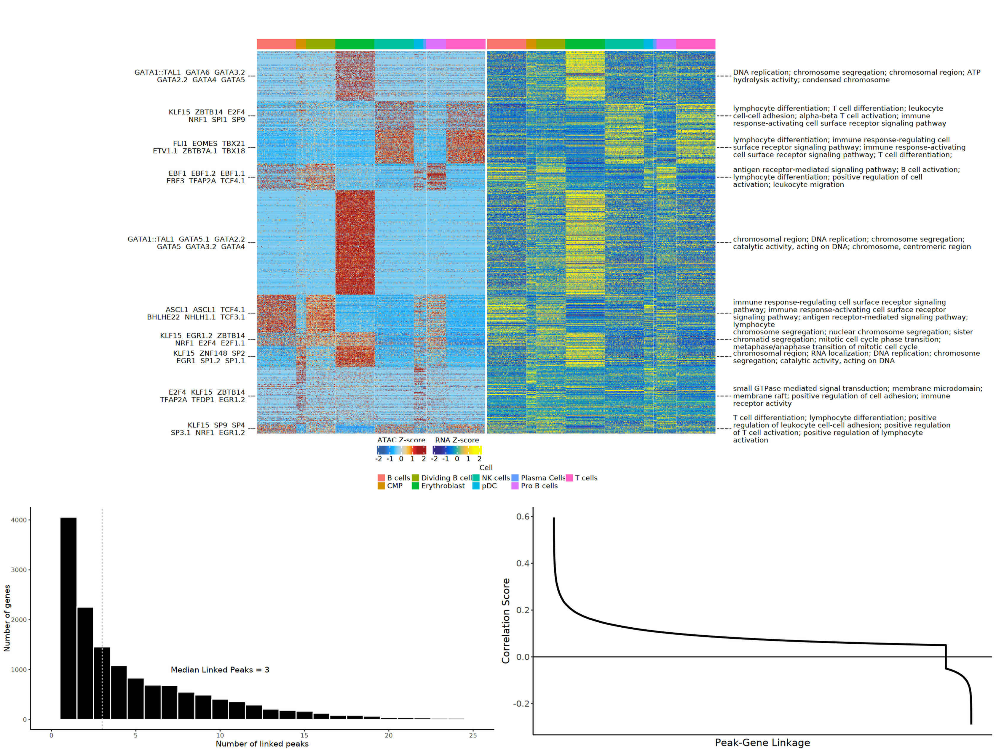 Peak2Gene Analysis Results Overview