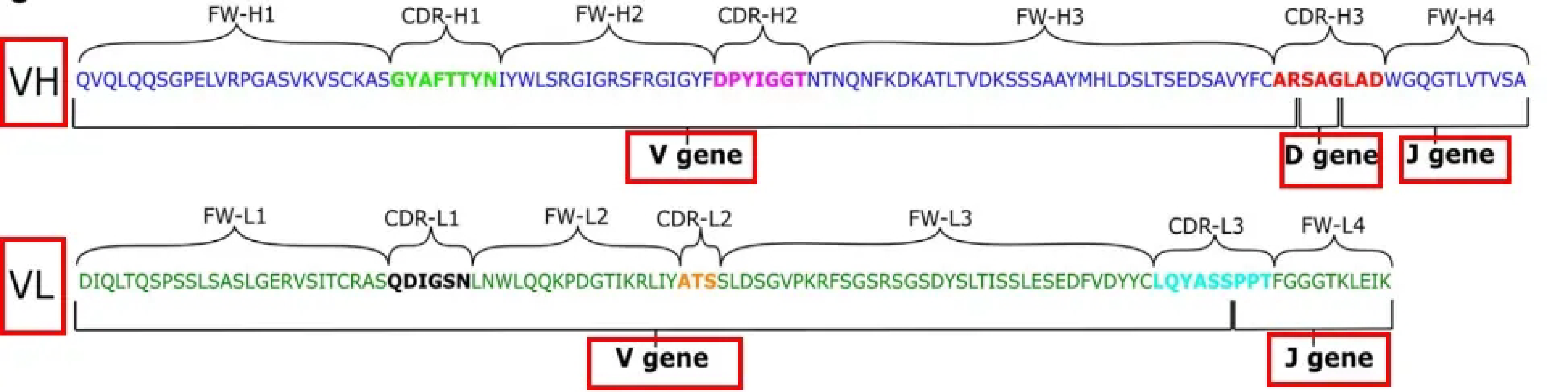 CDR3 区域示意图