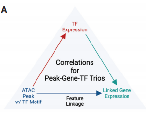 TF-peak-gene 三元组