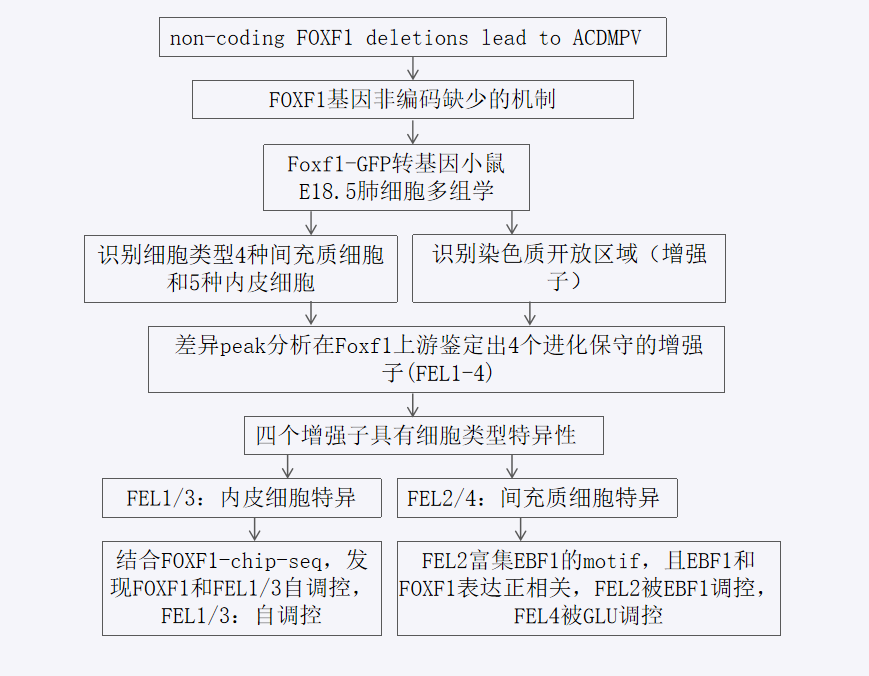 FOXF1基因调控研究